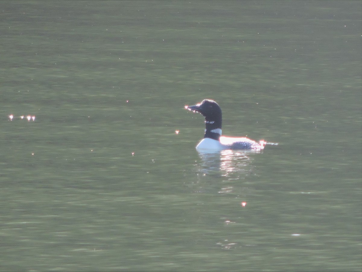 Common Loon - ML322601211