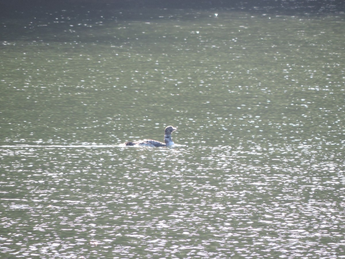 Common Loon - ML322602121