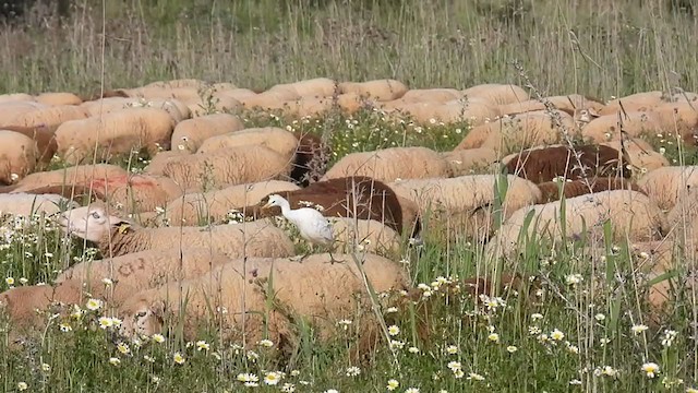 Чапля єгипетська (підвид ibis) - ML322602551