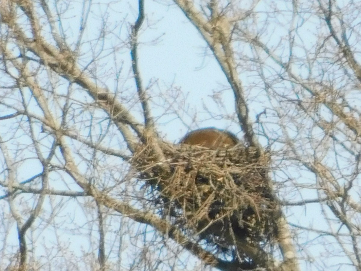 Red-shouldered Hawk - Jerry Decker