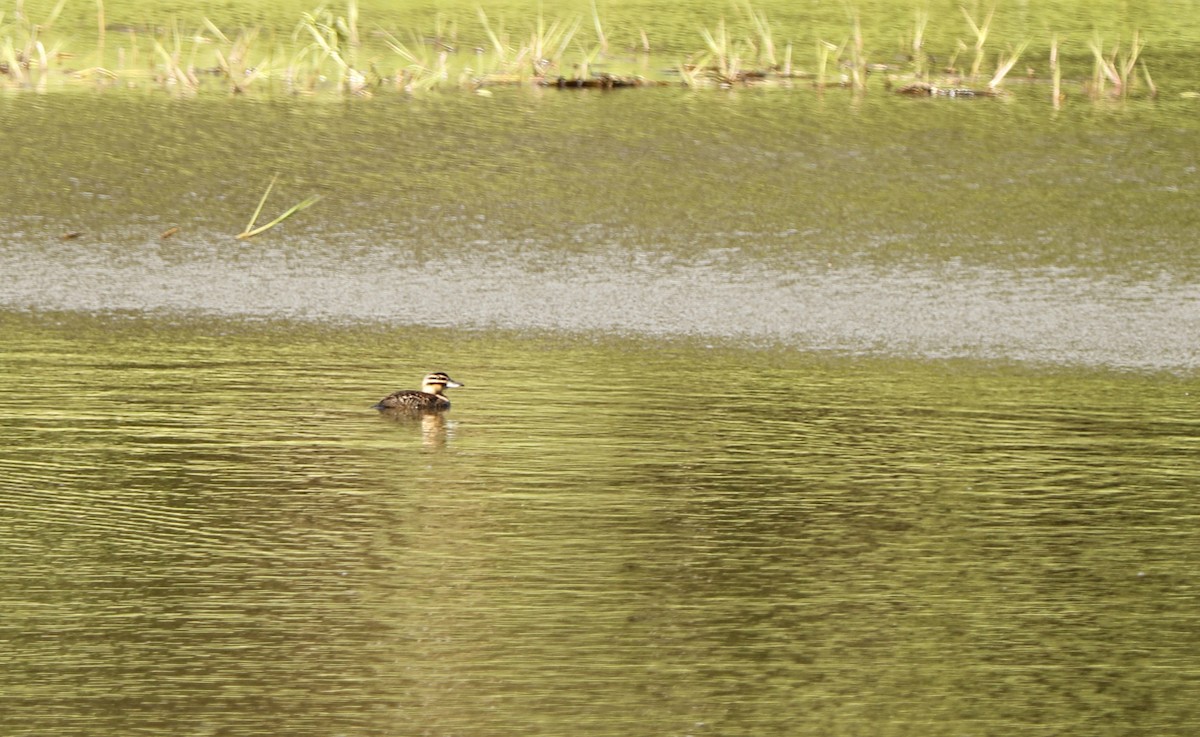 Masked Duck - ML322602981