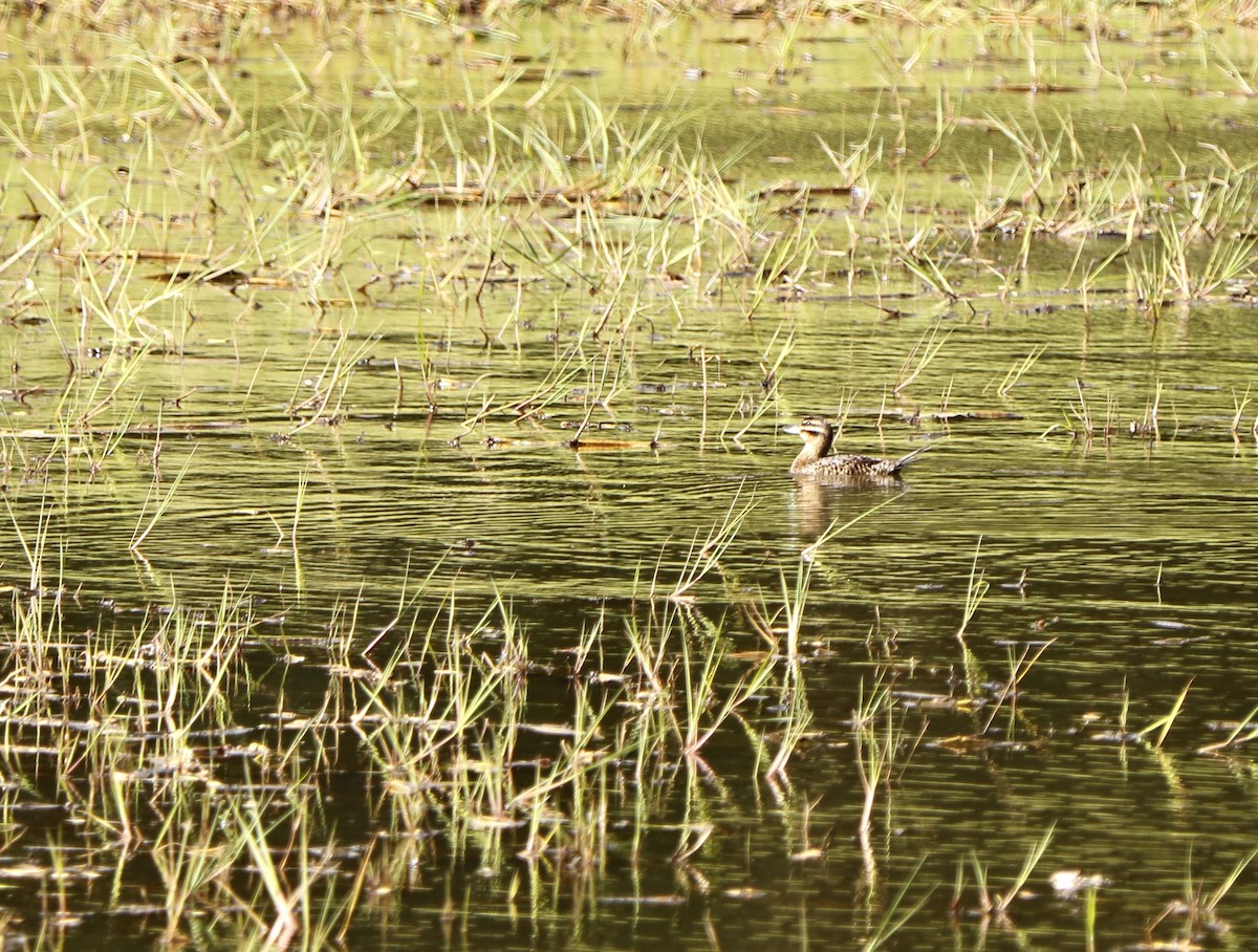 Masked Duck - ML322603081