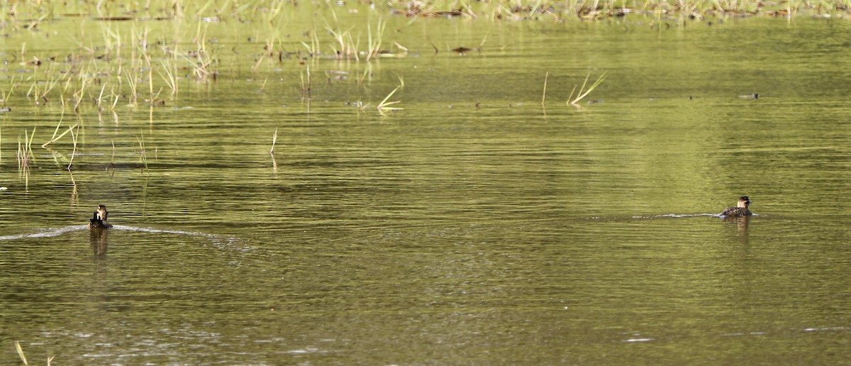 Masked Duck - ML322603101