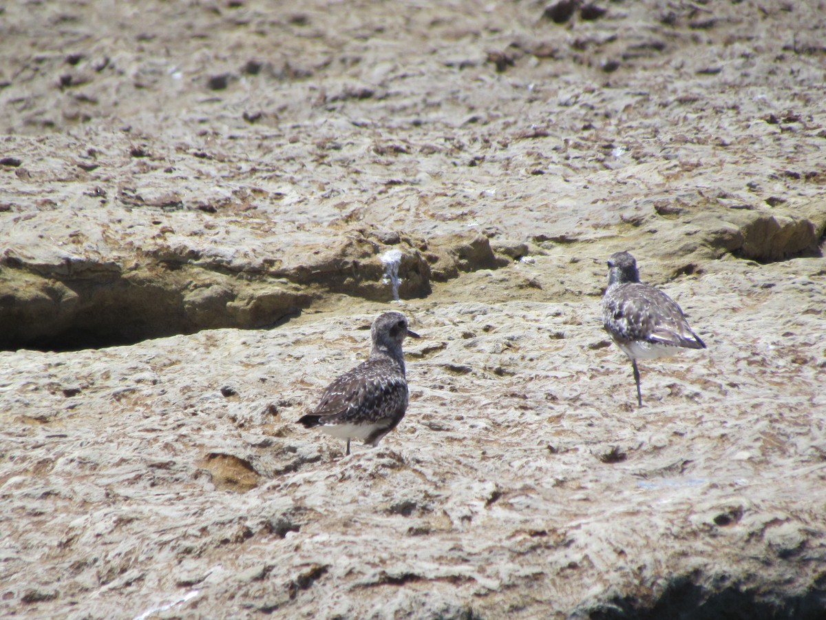 Black-bellied Plover - Stephen Peterson