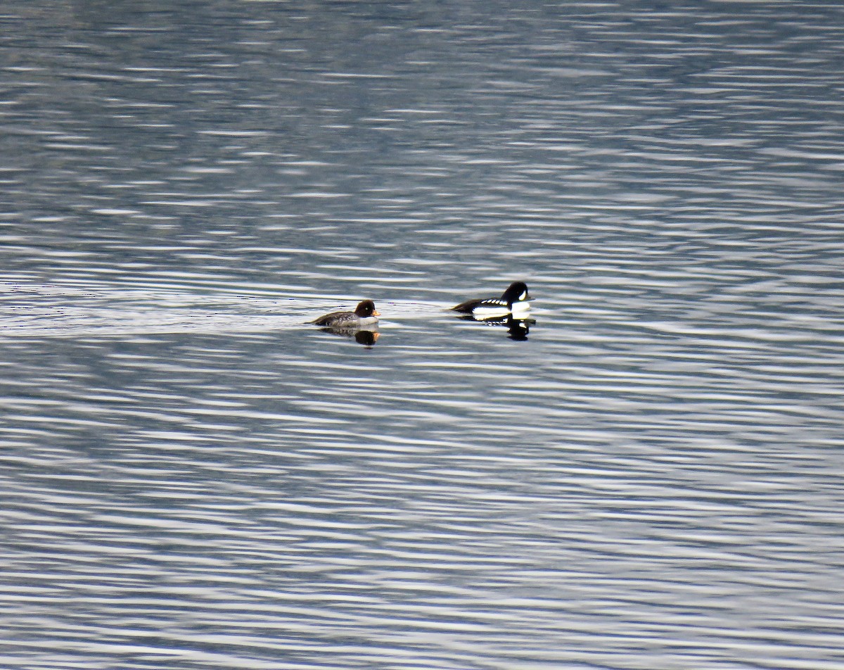 Barrow's Goldeneye - ML322604211