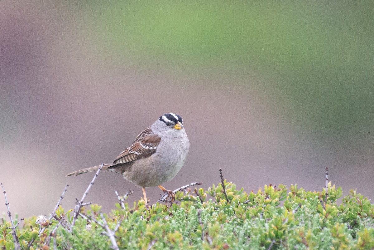 White-crowned Sparrow (Yellow-billed) - ML322604331