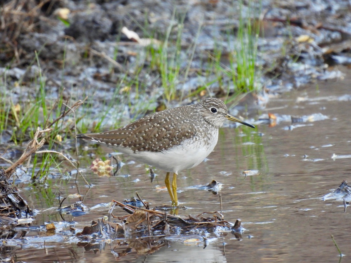 Solitary Sandpiper - ML322605131