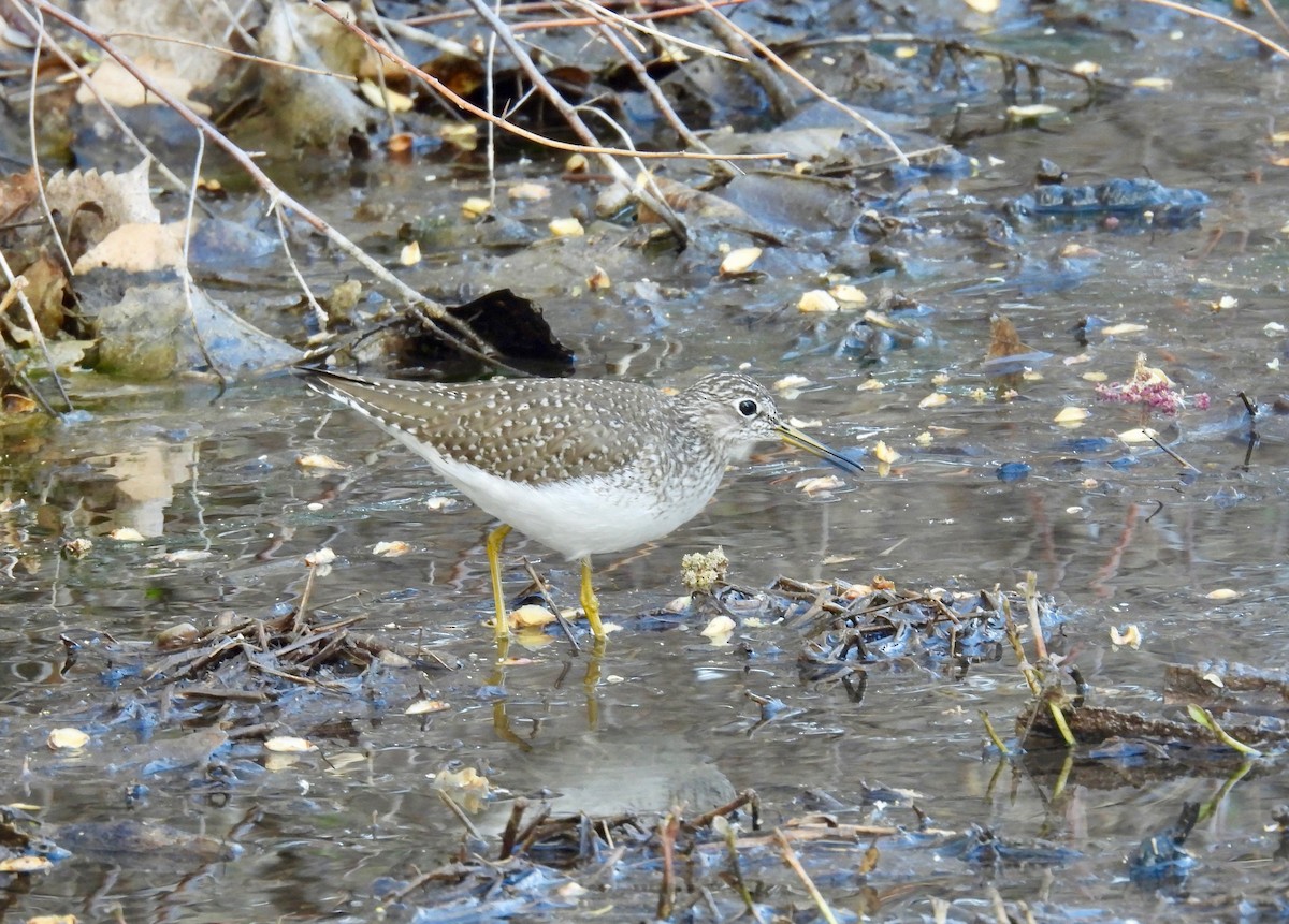 Solitary Sandpiper - Bob Nieman