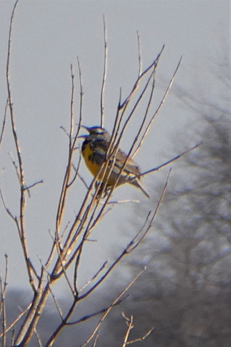 Eastern Meadowlark - K K