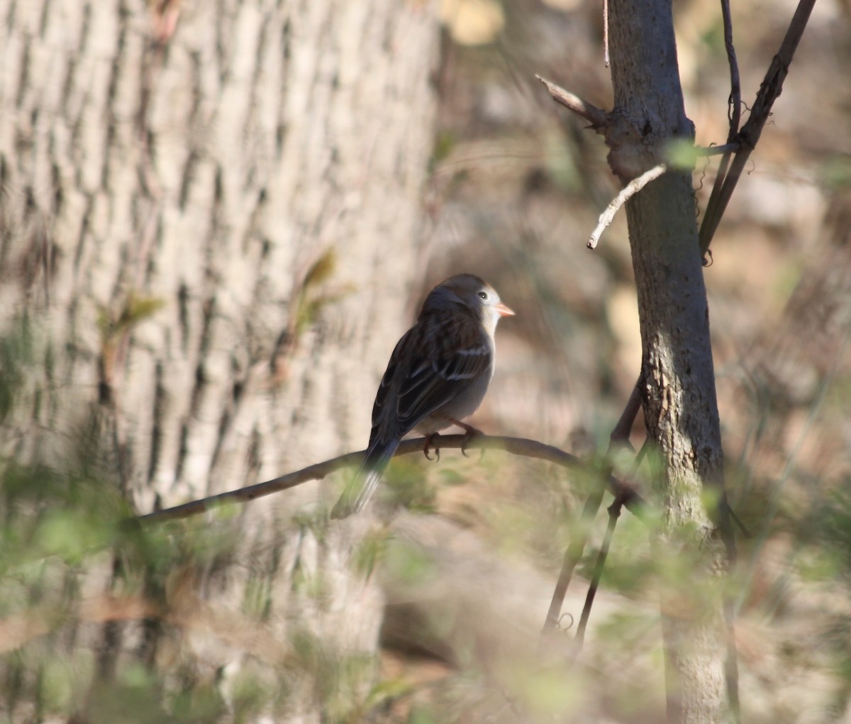 Field Sparrow - ML322606761