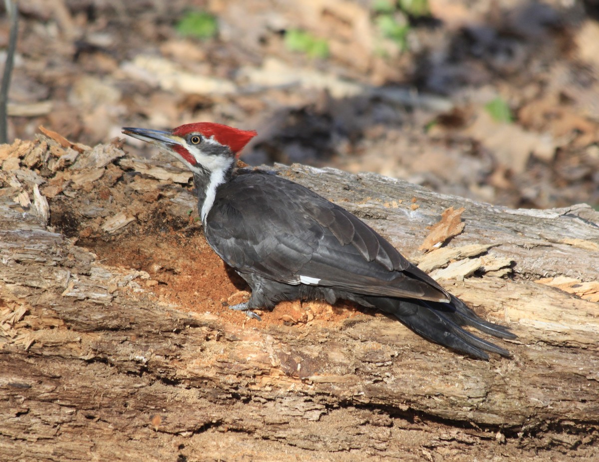 Pileated Woodpecker - ML322607491