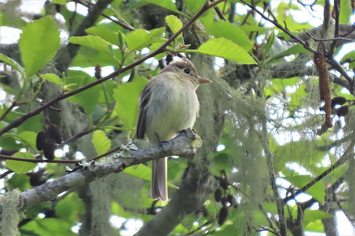 Western Flycatcher (Pacific-slope) - Chris Hayward