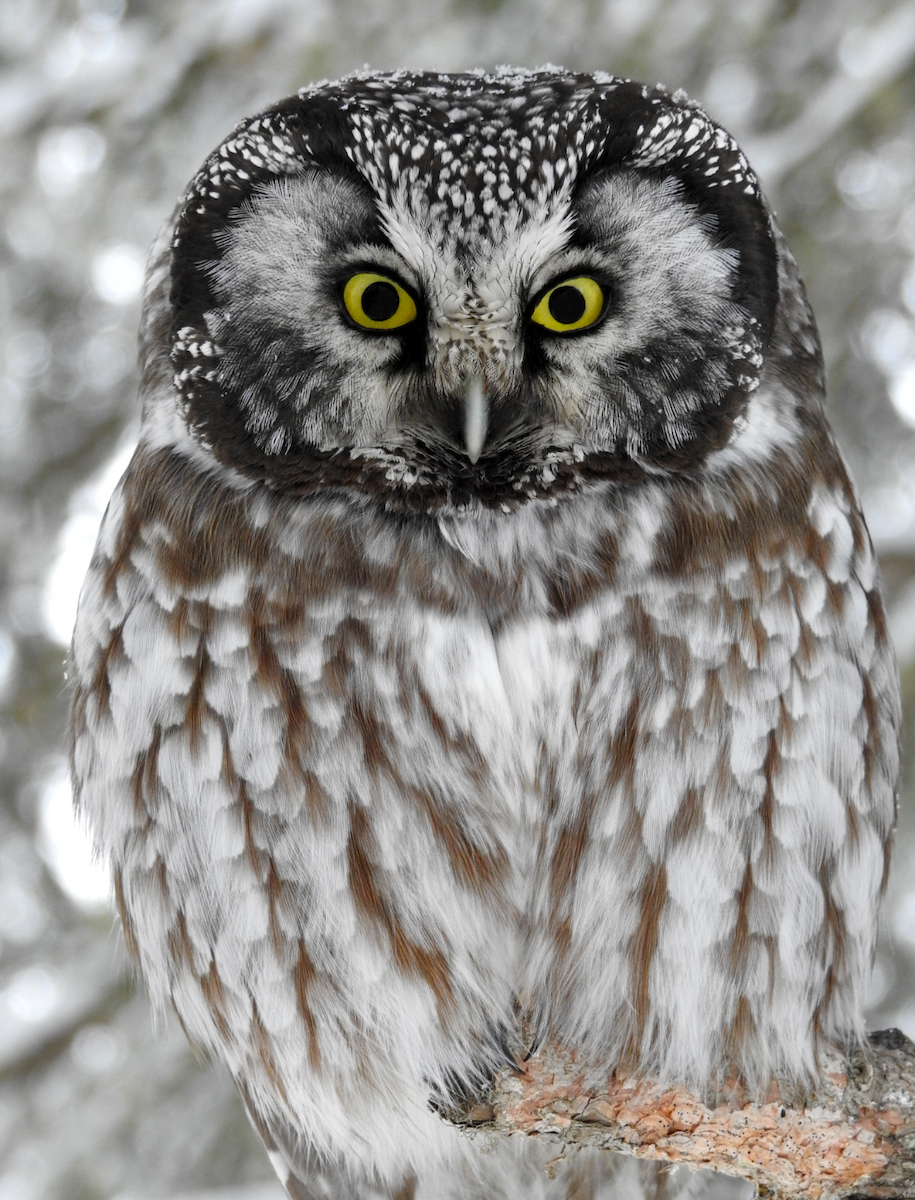 Boreal Owl - David Hejna