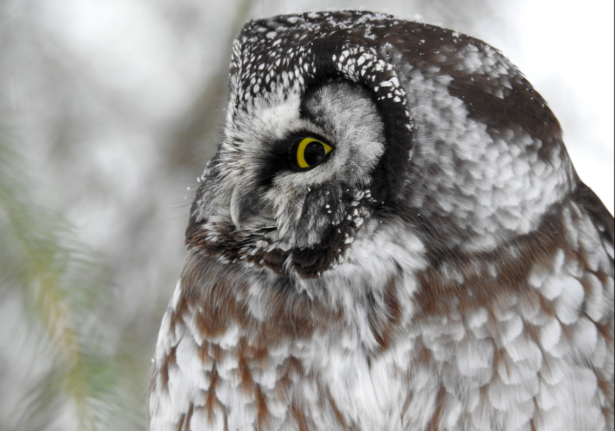 Boreal Owl - David Hejna