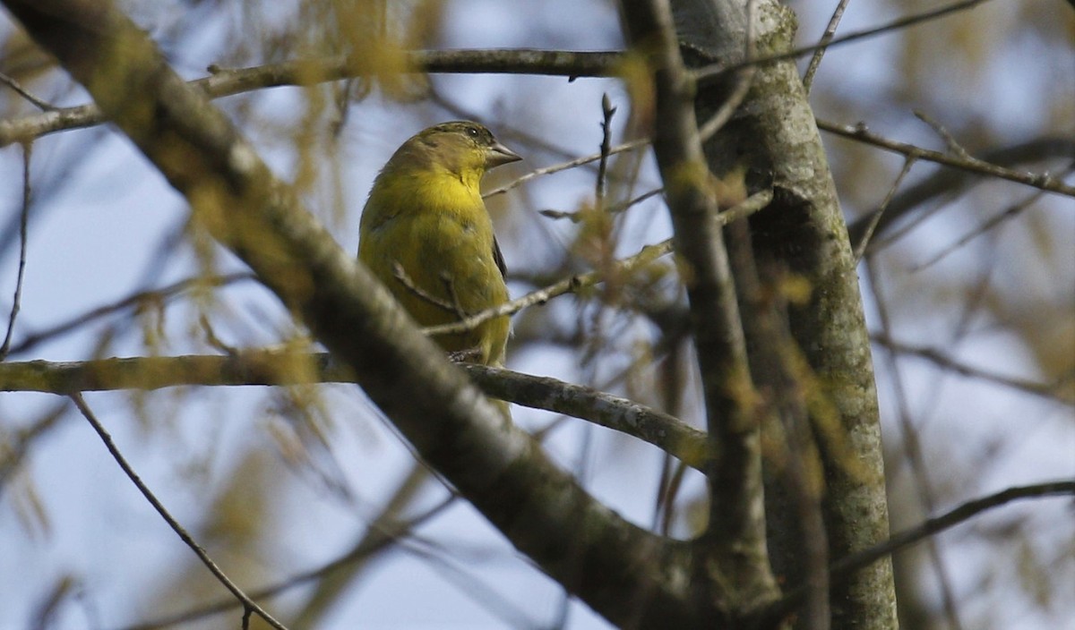 Lesser Goldfinch - ML322611151