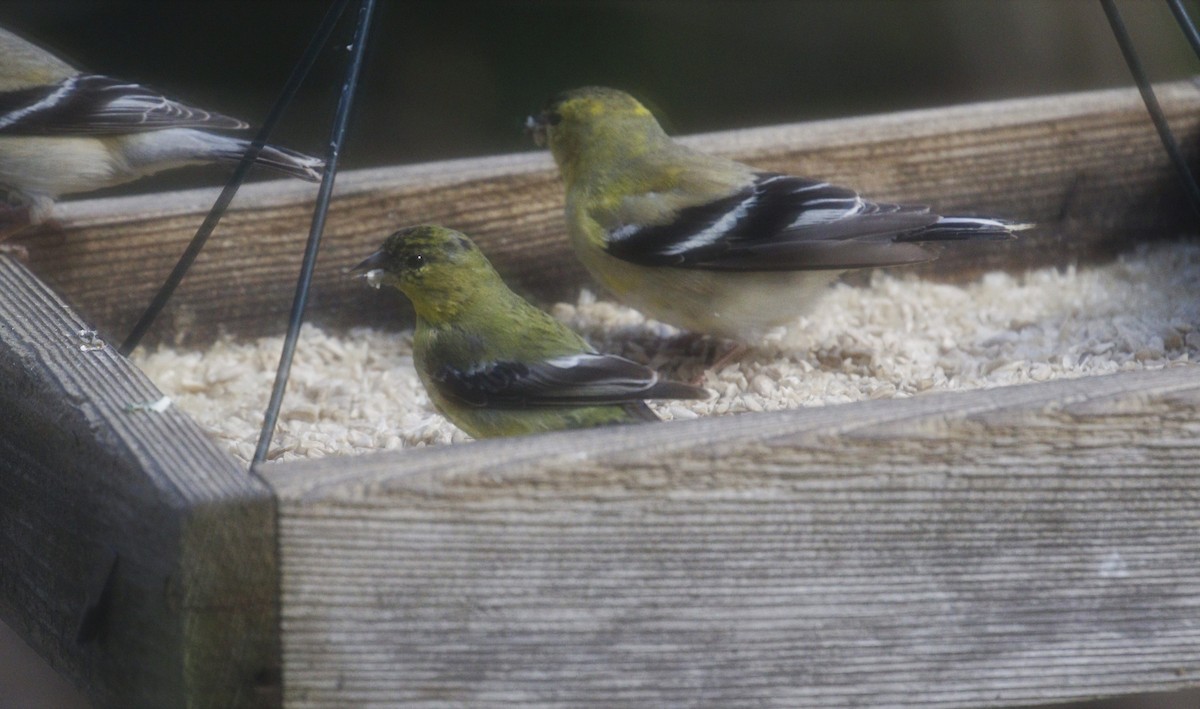 Lesser Goldfinch - ML322611231