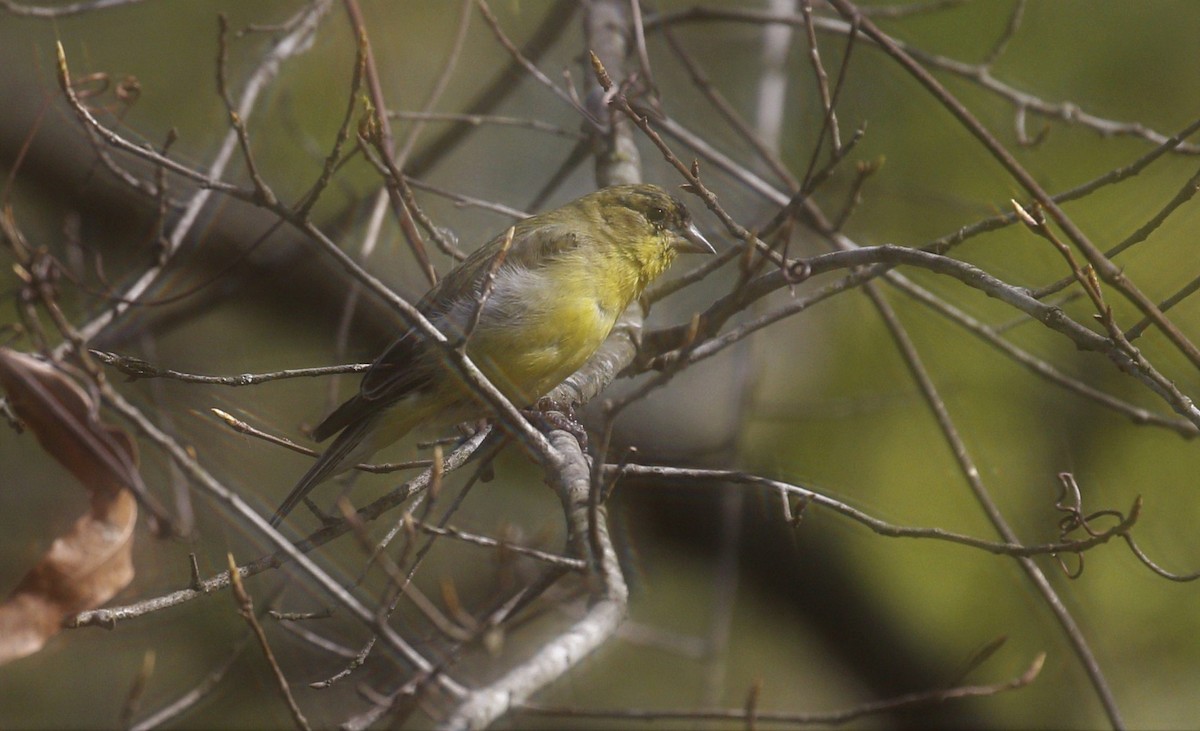 Lesser Goldfinch - ML322611301