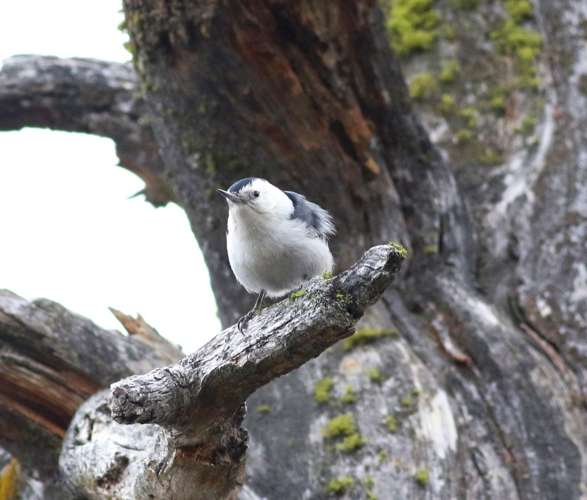 White-breasted Nuthatch - Logan Lalonde