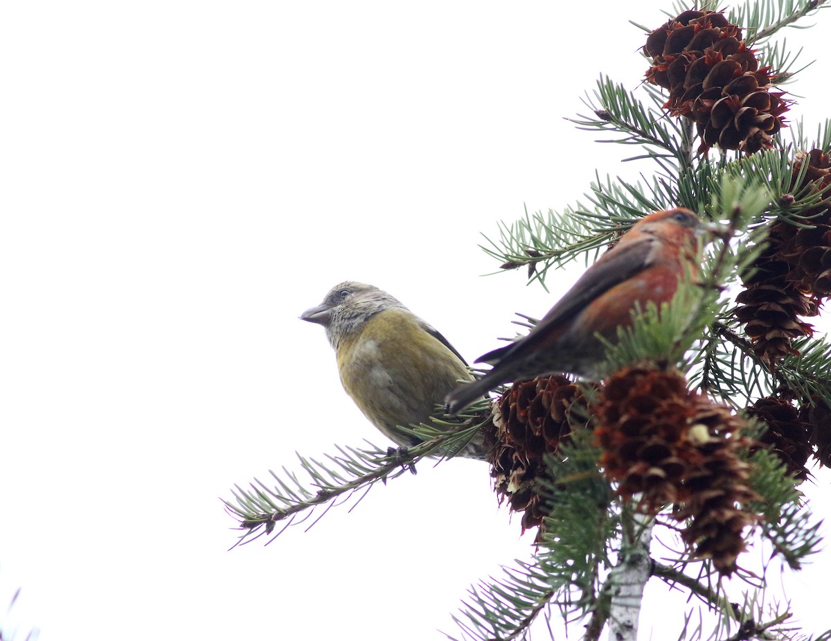 Red Crossbill (Ponderosa Pine or type 2) - Logan Lalonde