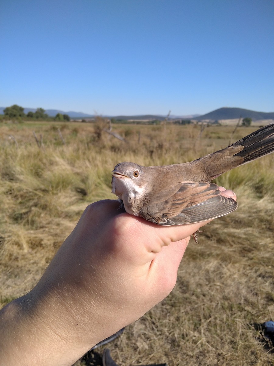 Greater Whitethroat - David Guillén García