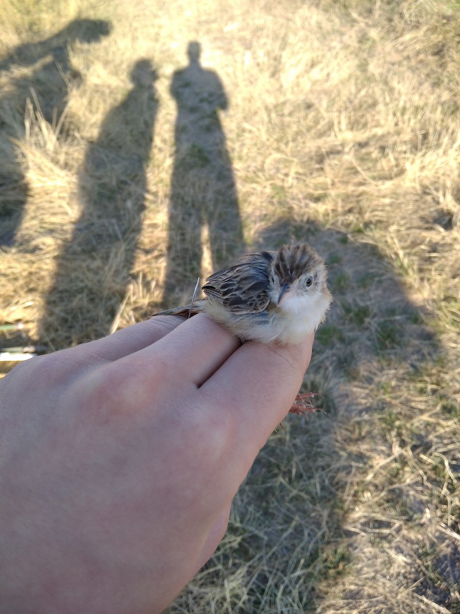 Zitting Cisticola - ML322616391