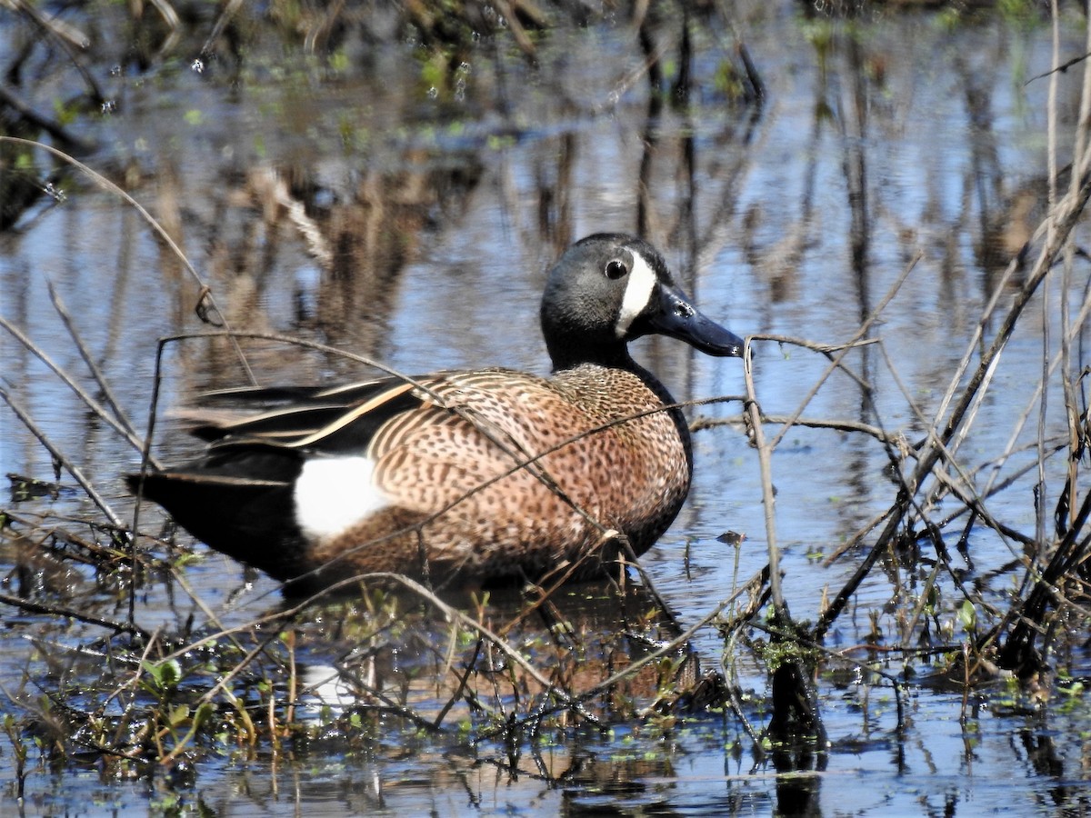 Blue-winged Teal - ML322616941