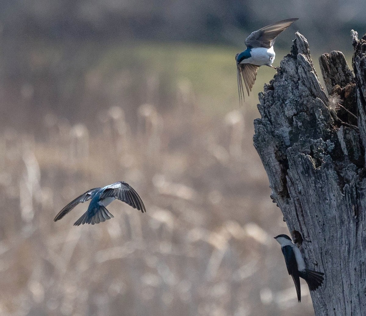 Tree Swallow - ML322618151