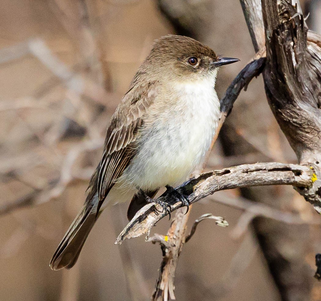 Eastern Phoebe - ML322618361