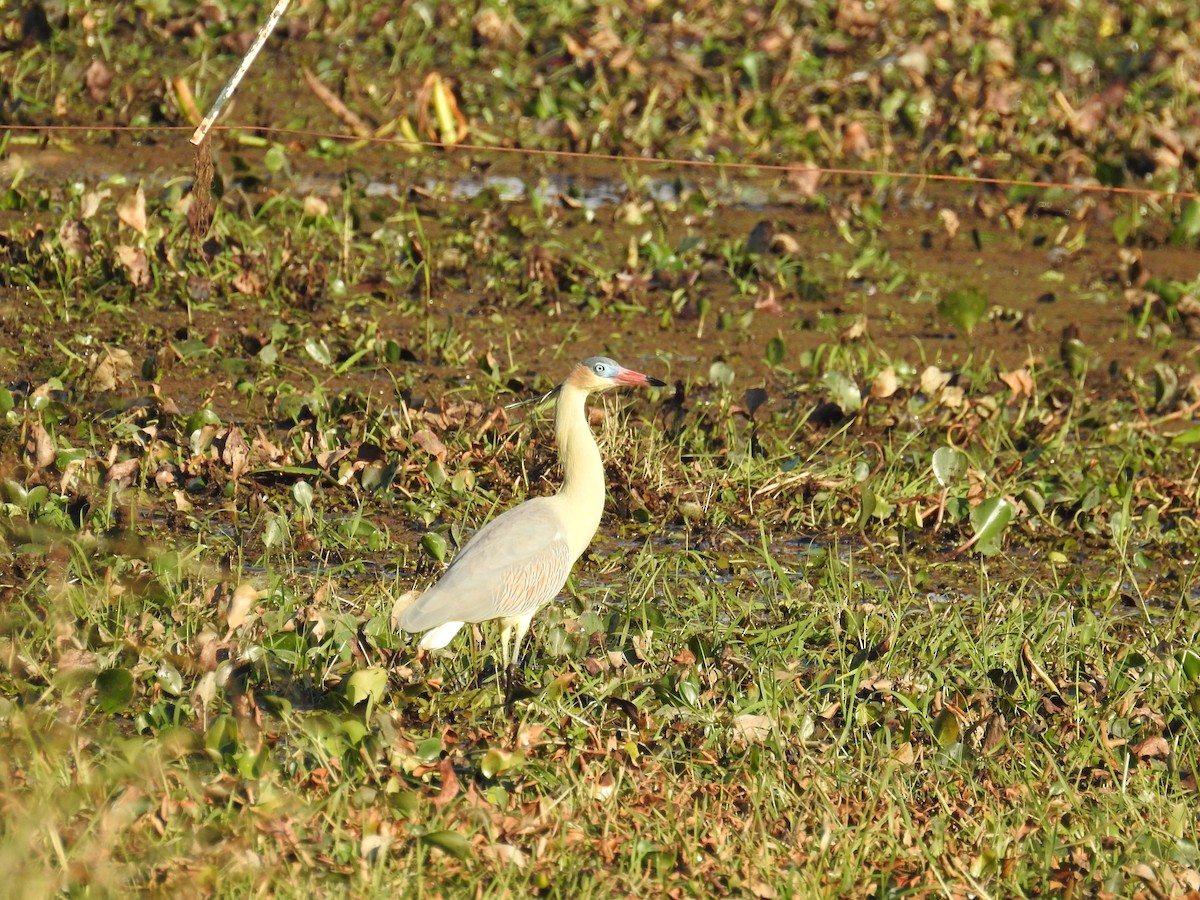 Whistling Heron - ML322618391