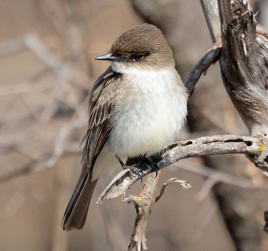 Eastern Phoebe - ML322618431