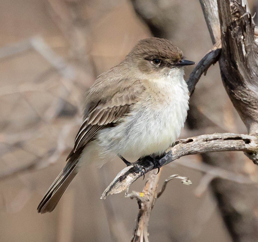 Eastern Phoebe - Robert Bochenek