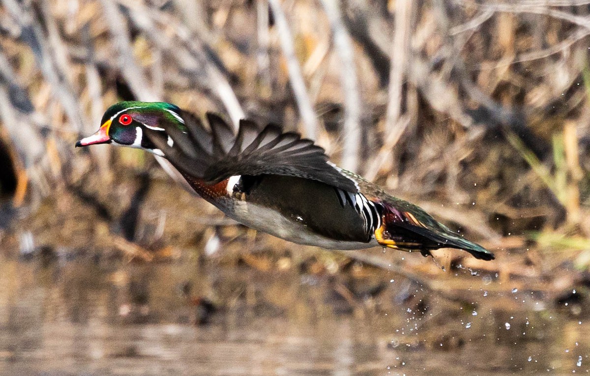 Wood Duck - ML322618881