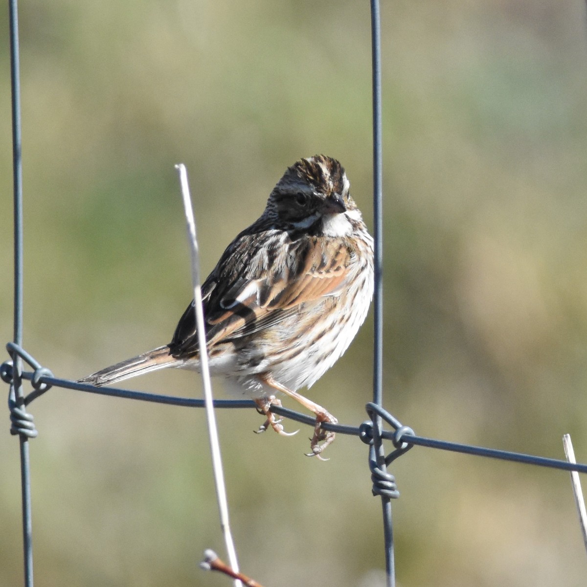 Savannah Sparrow (Savannah) - ML322619131