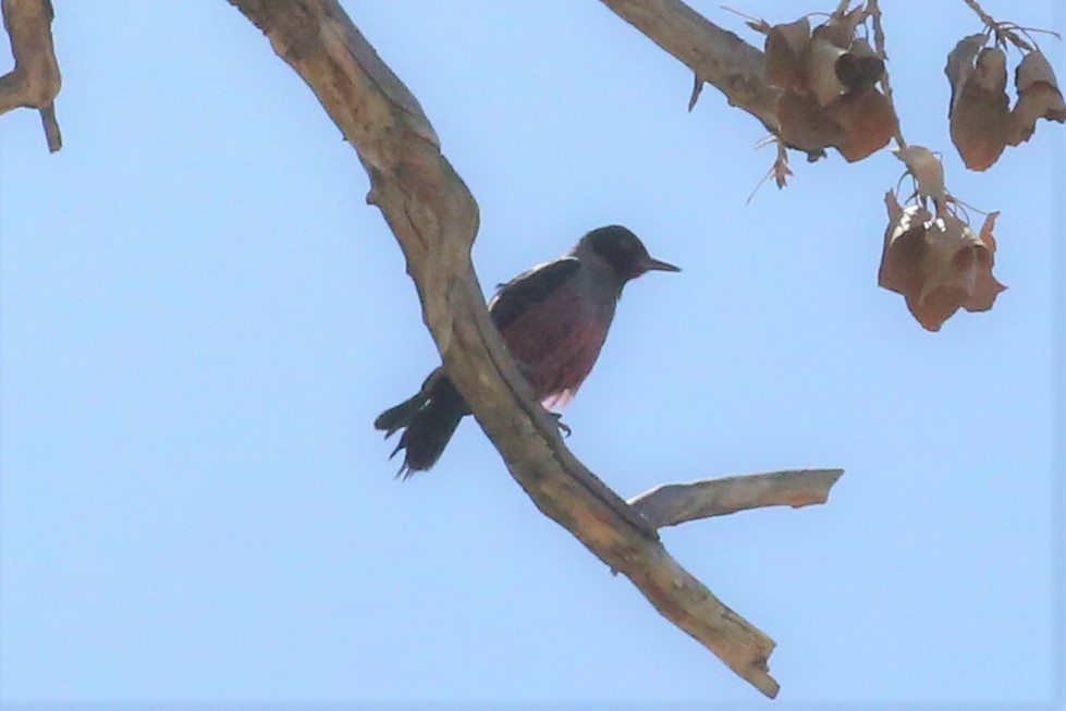 Lewis's Woodpecker - ML322619901
