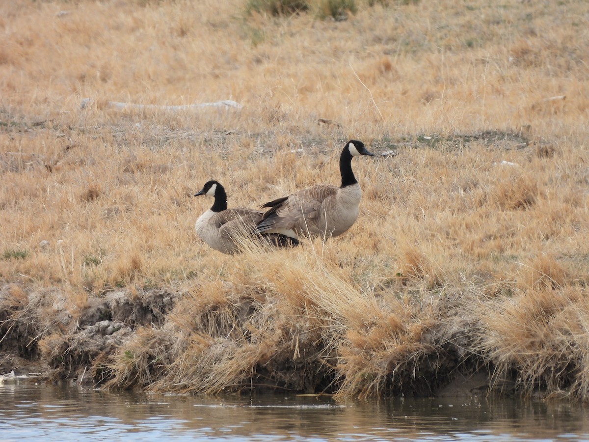 Canada Goose - ML322620951