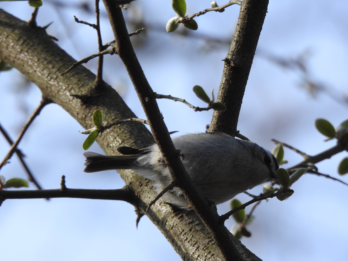 Golden-crowned Kinglet - ML322621221