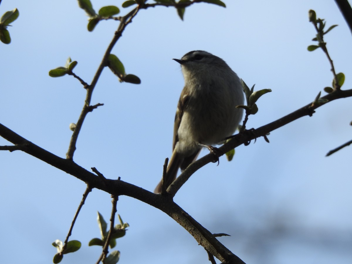 Golden-crowned Kinglet - ML322621451