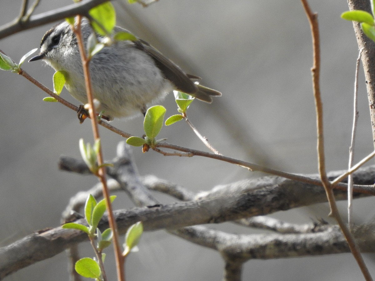 Golden-crowned Kinglet - ML322621491