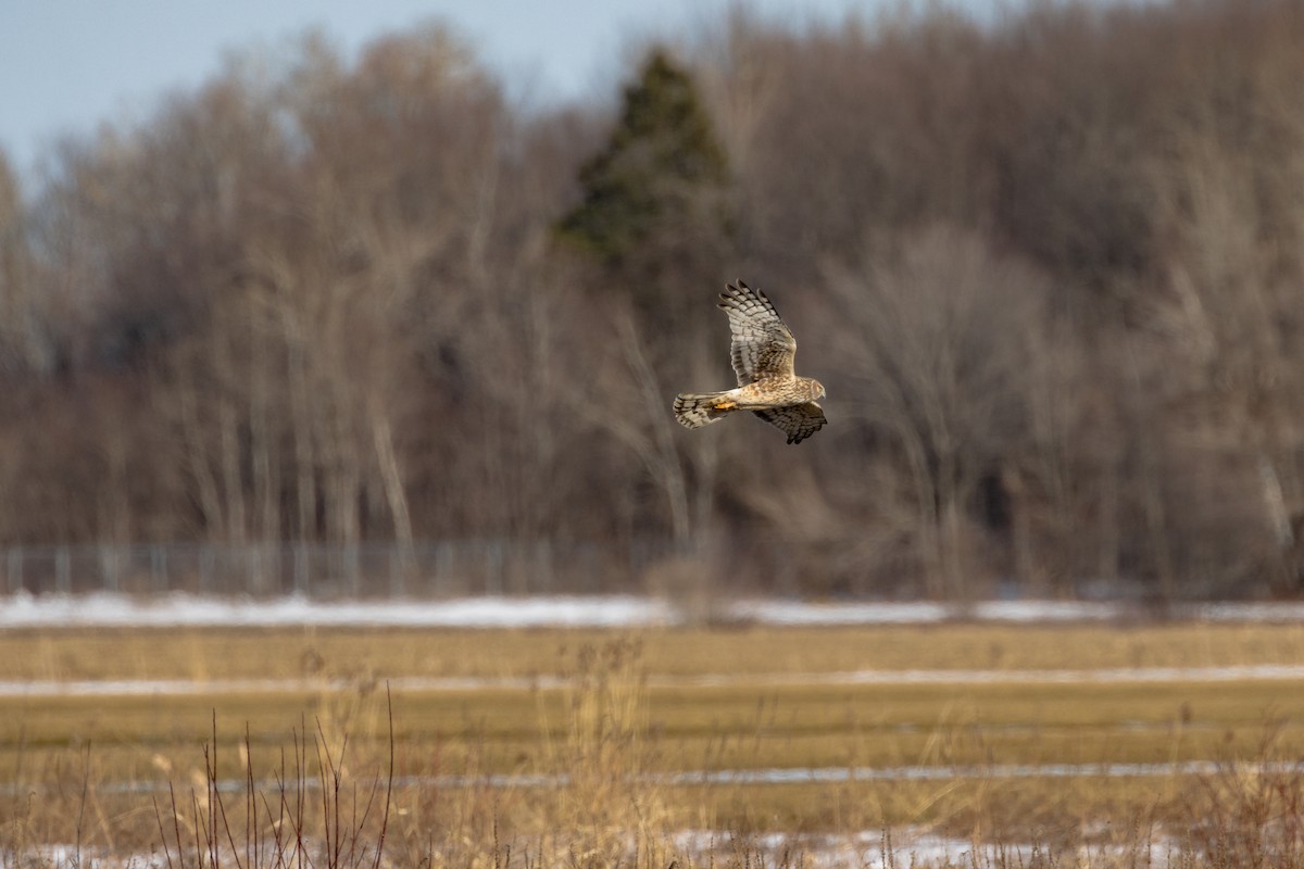 Northern Harrier - Frédérick Lelièvre