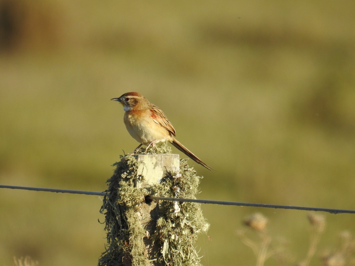 Chotoy Spinetail - dario wendeler