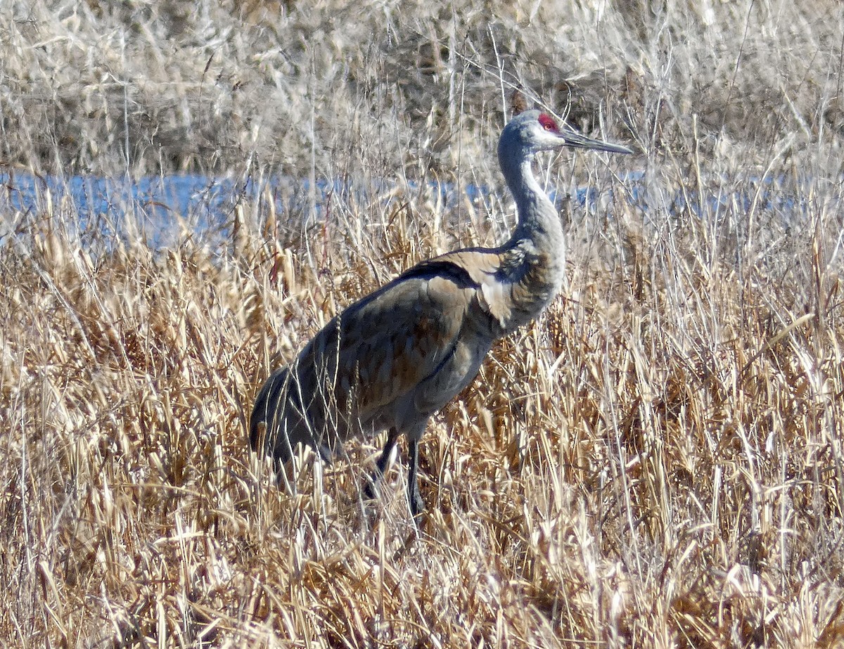 Sandhill Crane - ML322623181