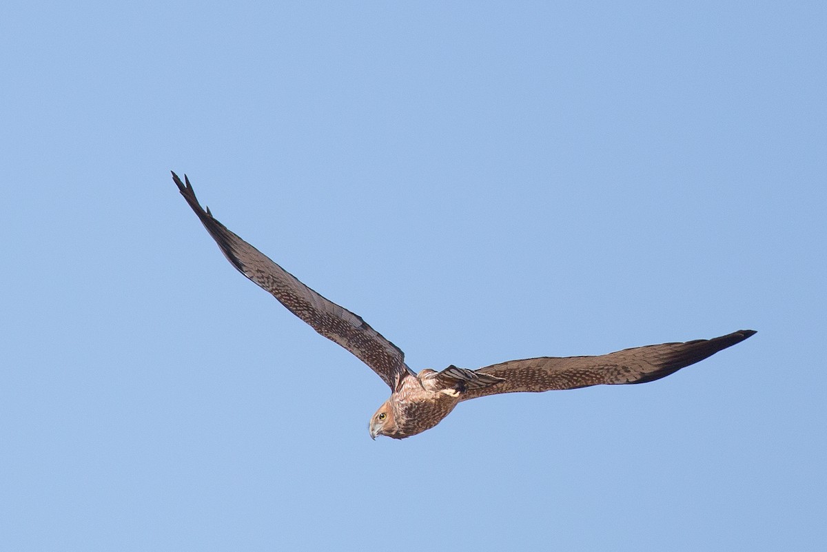 Spotted Harrier - ML322623251