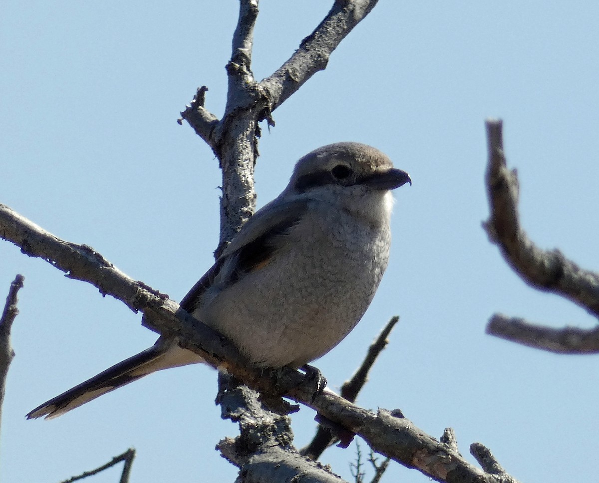 Northern Shrike - ML322623391