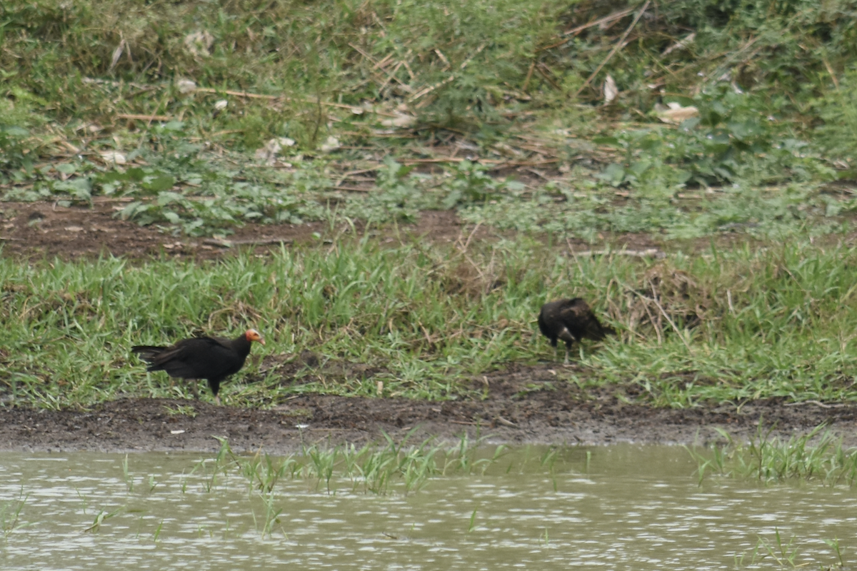 Lesser Yellow-headed Vulture - ML322623791