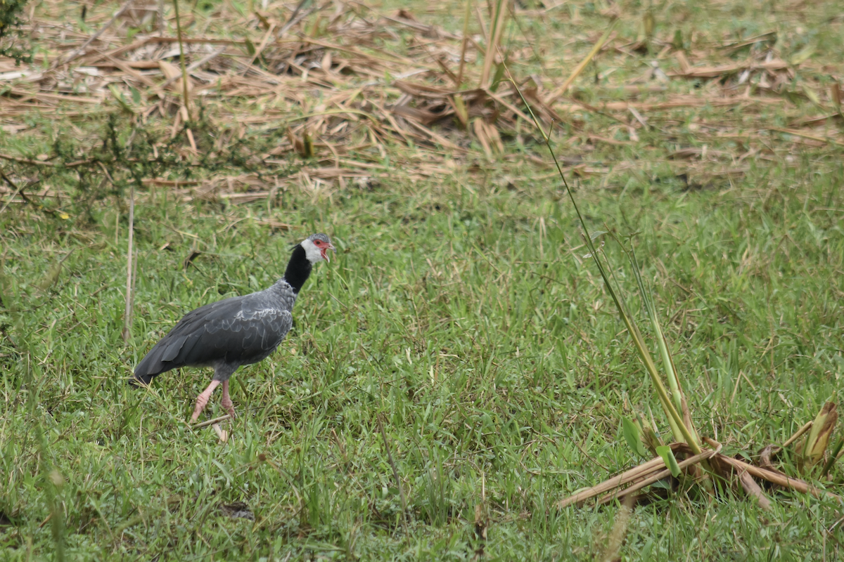 Weißwangen-Wehrvogel - ML322623801