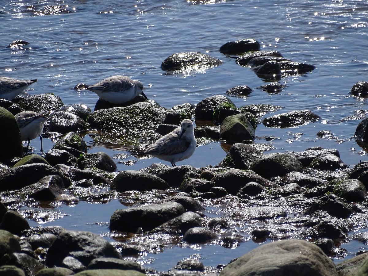 Sanderling - Amy Simmons