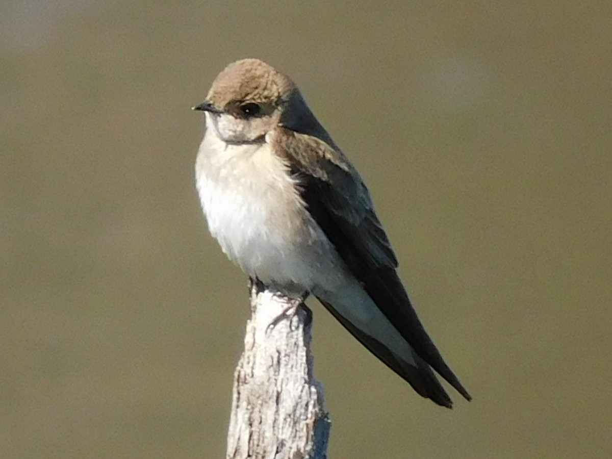 Northern Rough-winged Swallow - ML322623981