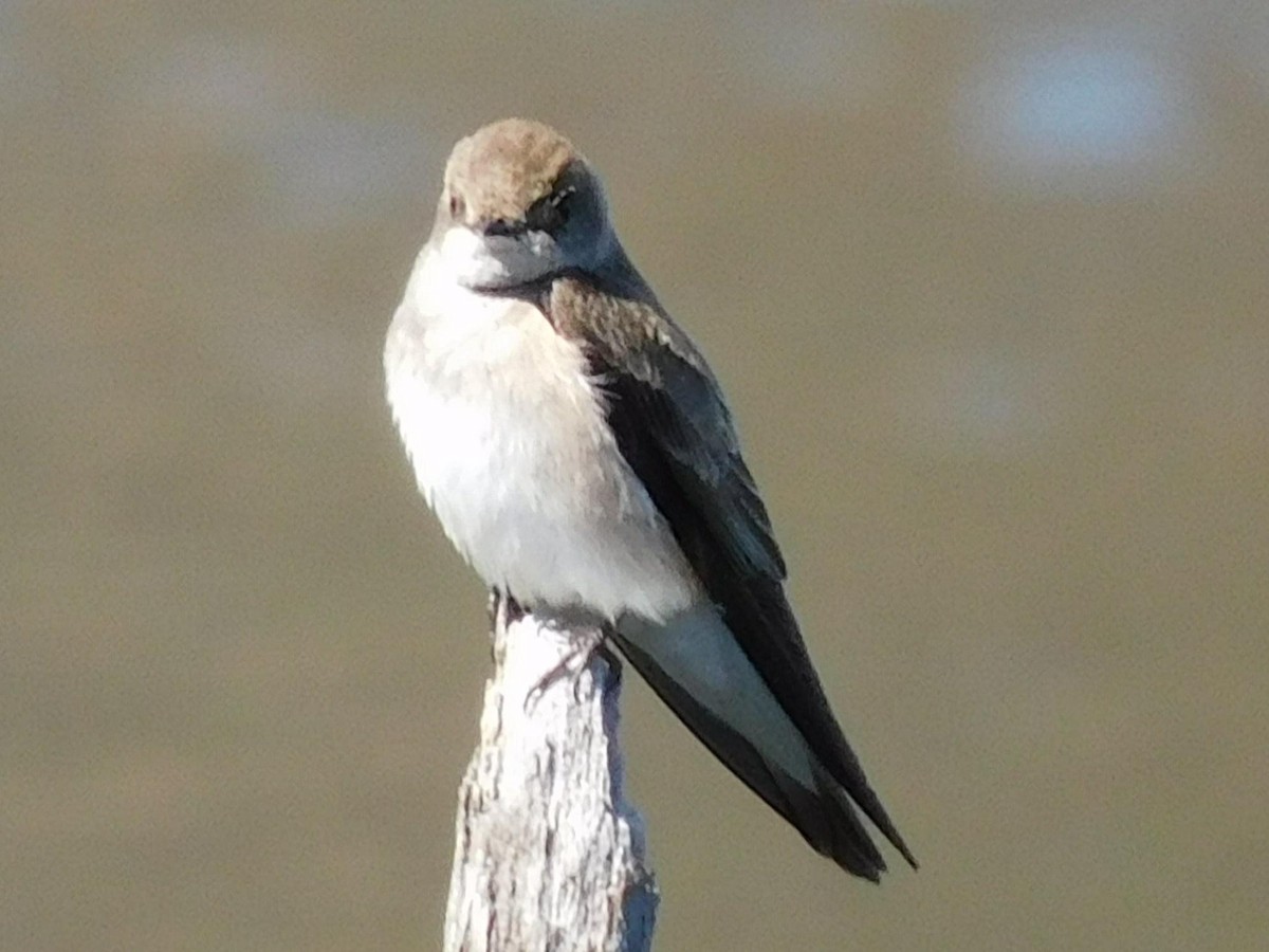 Northern Rough-winged Swallow - ML322624131