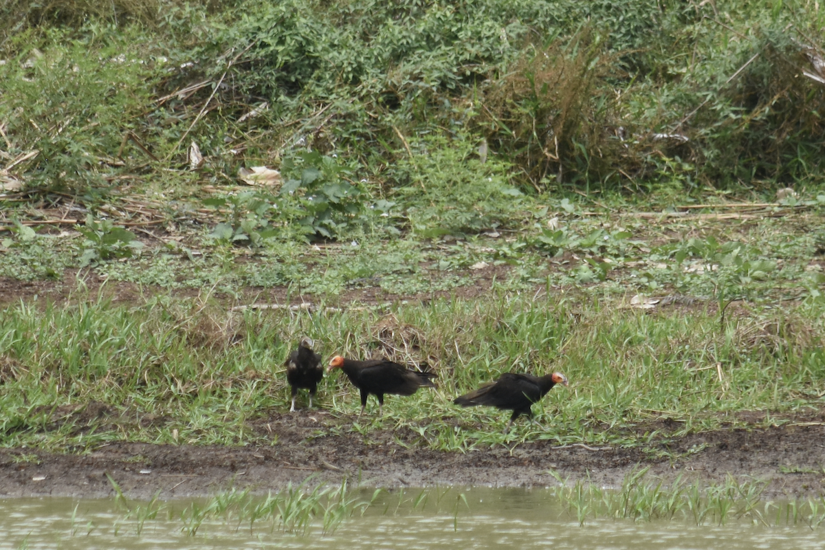 Lesser Yellow-headed Vulture - ML322624151