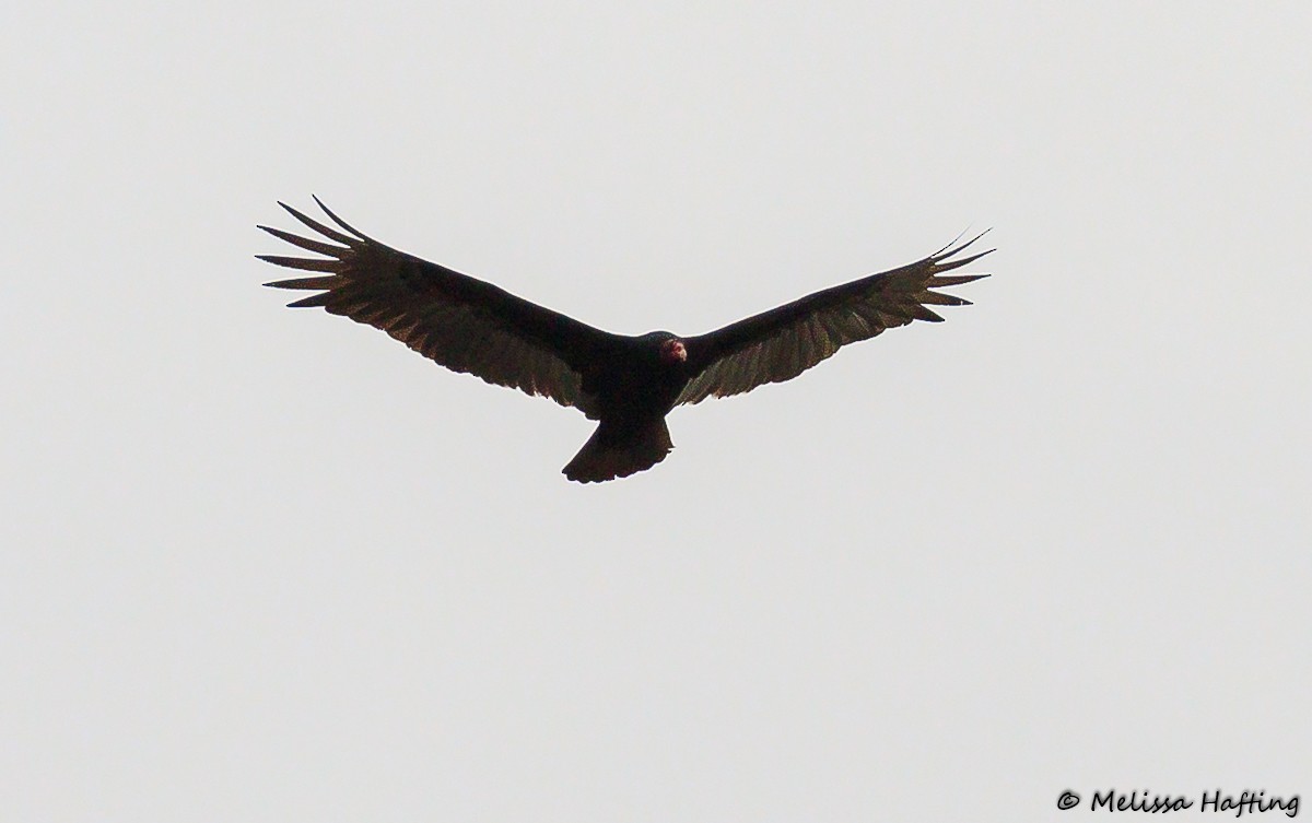 Turkey Vulture - Melissa Hafting